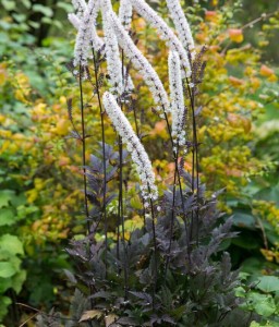 Świecznica Gałęzista Chocoholic w donicy