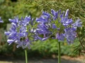 Agapant Headbourne Hybrids w donicy