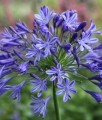 Agapant Headbourne Hybrids w donicy