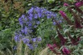 Agapant Headbourne Hybrids w donicy