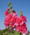 Malwa Różowa Spring Celebrities Rose w donicy