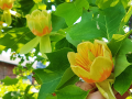 Tulipanowiec Amerykański w donicy