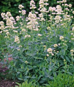 Ostrogowiec Czerwony Albus w donicy