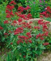 Ostrogowiec Czerwony Coccineus w donicy