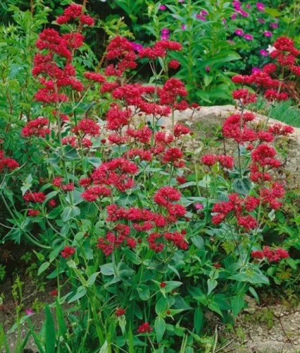 Ostrogowiec Czerwony Coccineus w donicy