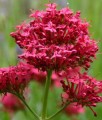 Ostrogowiec Czerwony Coccineus w donicy