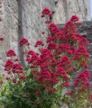 Ostrogowiec Czerwony Coccineus w donicy