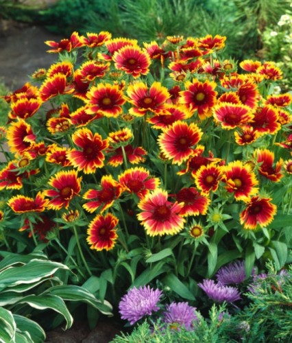 Gailardia Oścista Arizona Sun w donicy