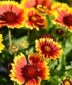 Gailardia Oścista Arizona Sun w donicy