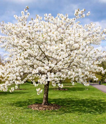 Wiśnia Ozdobna Piłkowana Taihaku - sadzonki