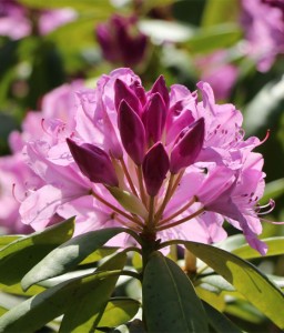 RHODODENDRON RÓŻANECZNIK ROSEUM ELEGANS W DONICY