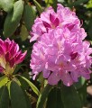 RHODODENDRON RÓŻANECZNIK ROSEUM ELEGANS