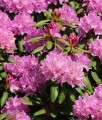RHODODENDRON RÓŻANECZNIK ROSEUM ELEGANS