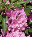 RHODODENDRON RÓŻANECZNIK ROSEUM ELEGANS