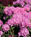 RHODODENDRON RÓŻANECZNIK ROSEUM ELEGANS