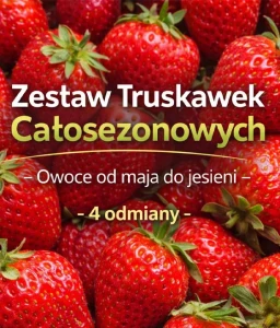 Zestaw Truskawek Całosezonowych -  Multiplaty 40szt