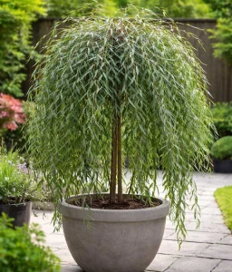 Wierzba Purpurowa Pendula w donicy