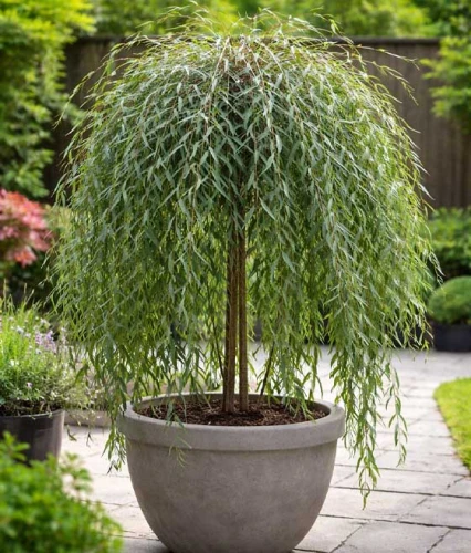 Wierzba Purpurowa Pendula w donicy