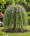 Wierzba Purpurowa Pendula