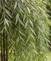Wierzba Purpurowa Pendula