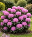 RHODODENDRON RÓŻANECZNIK ROSEUM ELEGANS