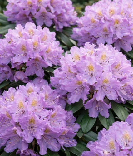 RHODODENDRON RÓŻANECZNIK CATAWBIENSE GRANDIFLORUM W DONICY
