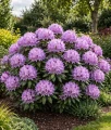 RHODODENDRON RÓŻANECZNIK CATAWBIENSE GRANDIFLORUM