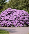 RHODODENDRON RÓŻANECZNIK CATAWBIENSE GRANDIFLORUM