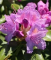 RHODODENDRON RÓŻANECZNIK CATAWBIENSE GRANDIFLORUM