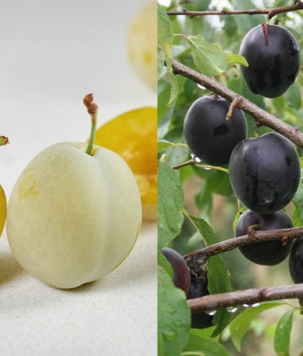 DUO Mirabelka Bellamira+Śliwomorela Aprisali