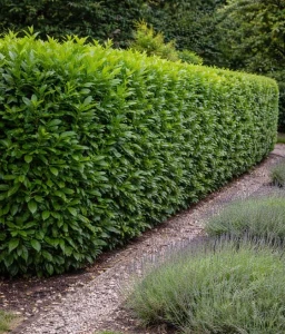 Laurowiśnia Novita w donicy