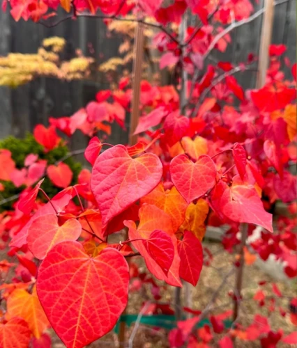 Judaszowiec Kanadyjski Eternal Flame w donicy