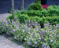 BARWINEK WIĘKSZY VARIEGATA W DONICY
