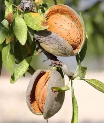 Migdałowiec Jadalny Avijor