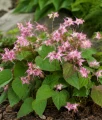 Epimedium Younga Roseum w donicy