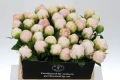 Piwonia Mother's Choice w donicy