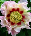 Piwonia Itoh Pastel Splendor w donicy