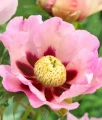 Piwonia Itoh Pastel Splendor w donicy