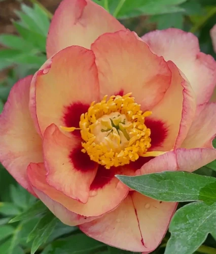 Piwonia Itoh Pastel Splendor w donicy