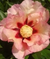 Piwonia Itoh Pastel Splendor w donicy
