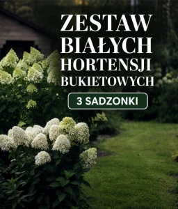 ZESTAW BIAŁYCH HORTENSJI BUKIETOWYCH – 3 SADZONKI