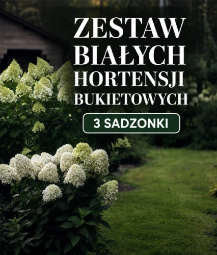 ZESTAW BIAŁYCH HORTENSJI BUKIETOWYCH – 3 SADZONKI