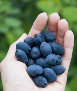 JAGODA KAMCZACKA INDIGO GEM W DONICY