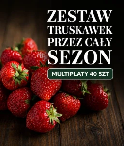 Zestaw Truskawek Całosezonowych -  Multiplaty 40szt