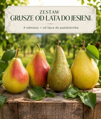 Zestaw Grusze od lata do jesieni – pakiet 4 szt