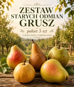 Zestaw starych odmian grusz – pakiet 5 szt