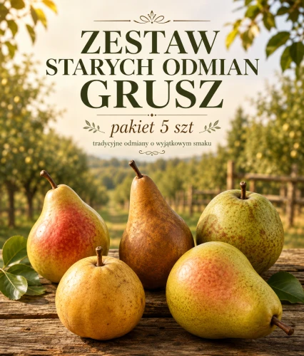 Zestaw starych odmian grusz – pakiet 5 szt