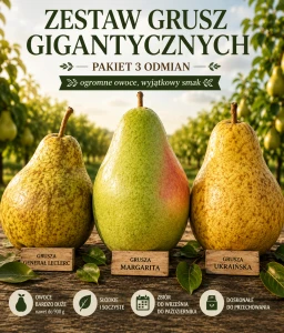 ZESTAW GRUSZ GIGANTYCZNYCH – PAKIET 3 ODMIAN