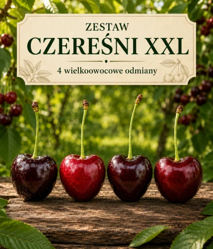 ZESTAW CZEREŚNI XXL – 4 WIELKOOWOCOWE ODMIANY