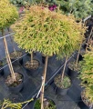 Thuja (Tuja) szczepiona Golden Tuffet na pniu w donicy